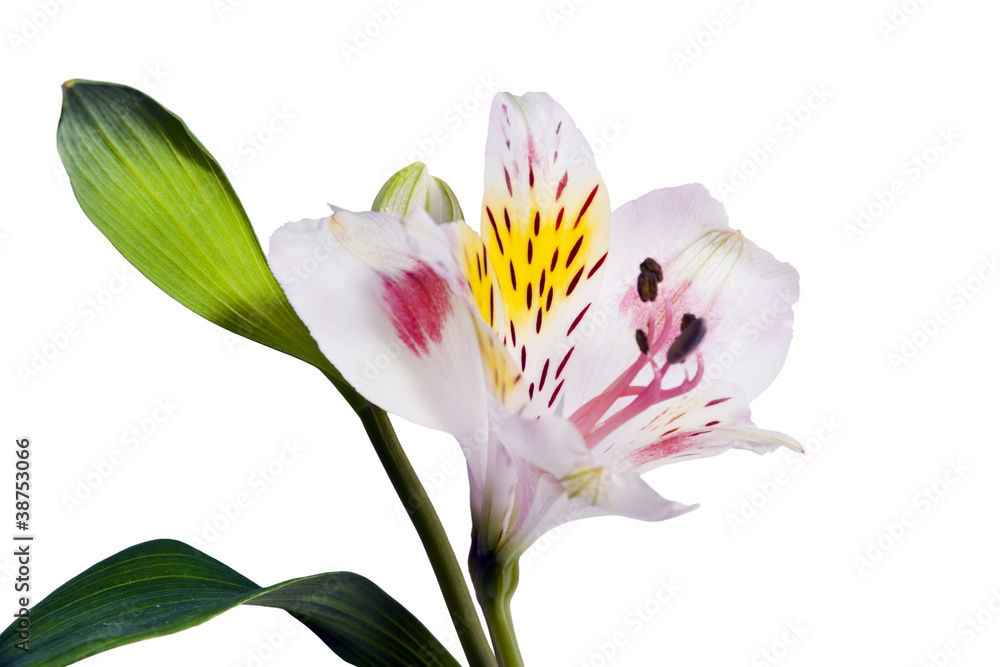 beautiful flower of alstroemeria beautiful flower of alstroemeria