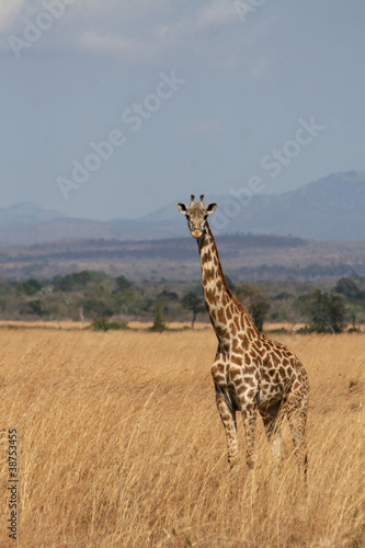 Giraffe