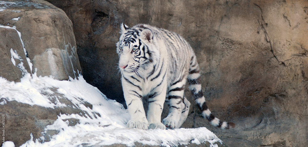 Obraz premium White tiger