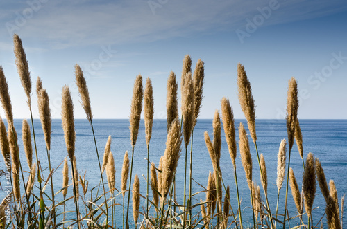 canne in fiore con lo sfondo del mare photo