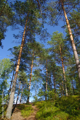 Pine trees photo