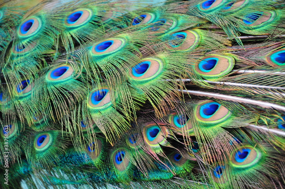 Fototapeta premium peacock