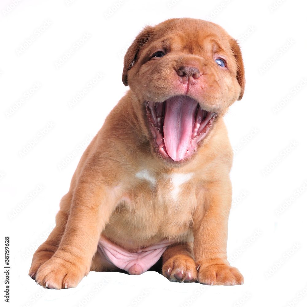 Dogue De Bordeaux puppy yawning