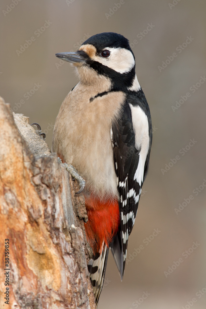 Fototapeta premium Buntspecht