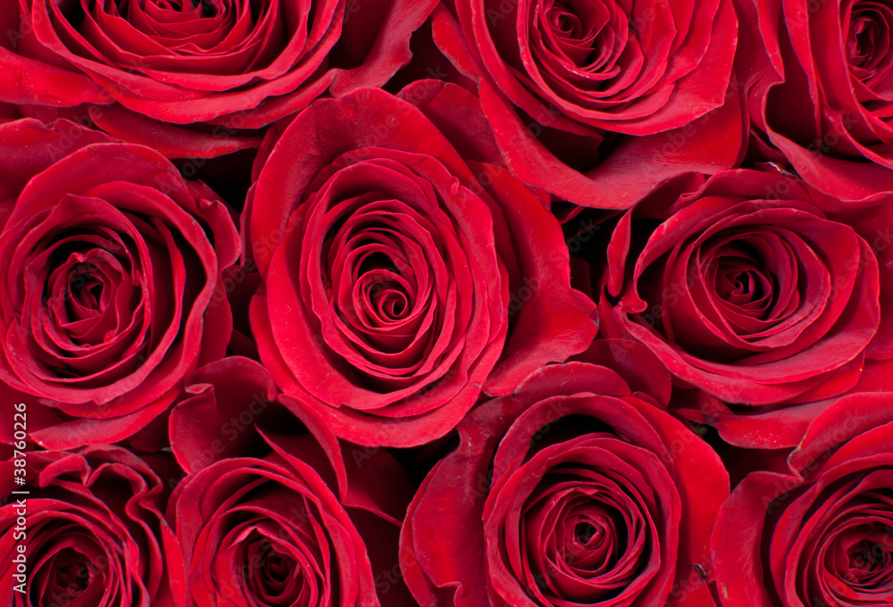 Red roses Red roses