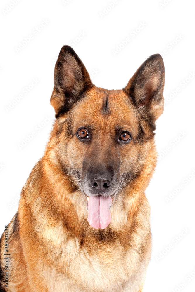 german sheepdog portrait german sheepdog portrait