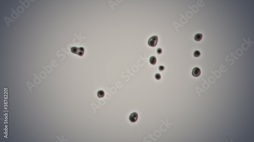 Bacteria cloning irregularly