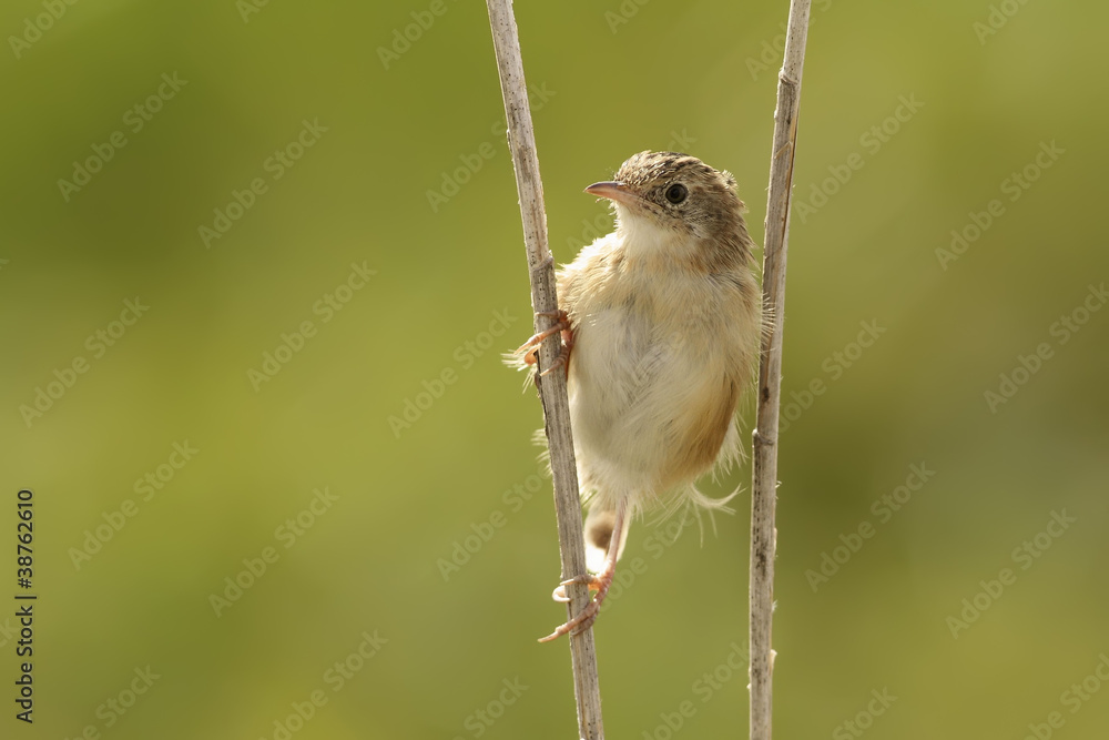 Fototapeta premium Cisticola juncidis