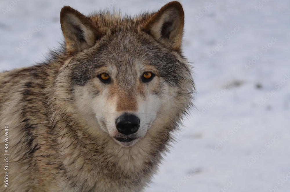 Fototapeta North American Wolf