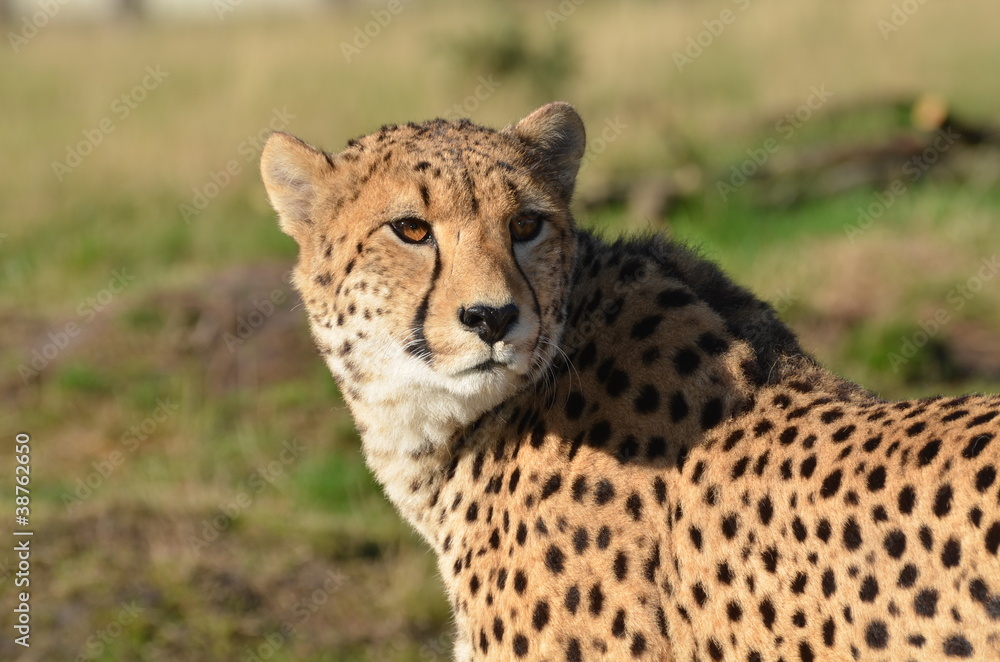 Cheetah Cheetah