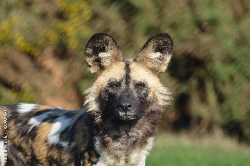 African Wild Dog African Wild Dog