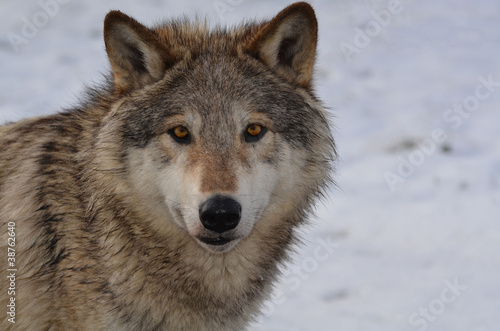 North American Wolf