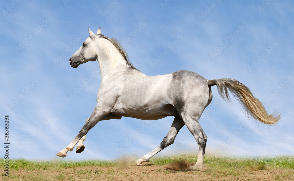 silver-white stallion