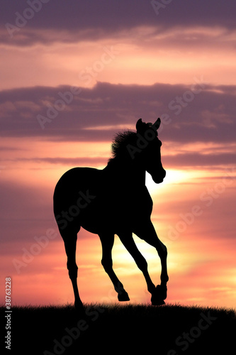 horse in sunrise