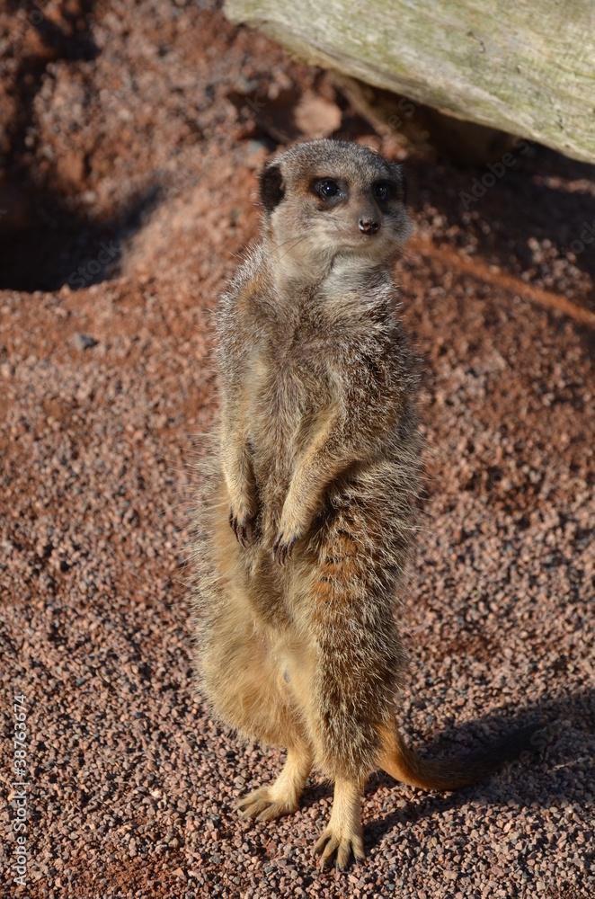 Fototapeta premium Meerkat