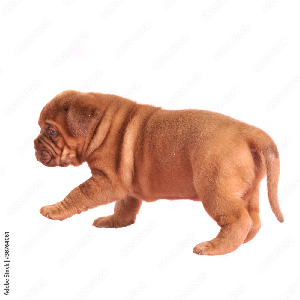 Obraz premium French Mastiff puppy walking