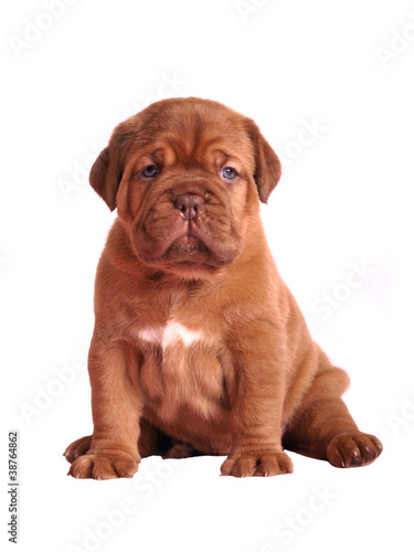 Dogue De Bordeaux puppy sitting © VitalyTitov