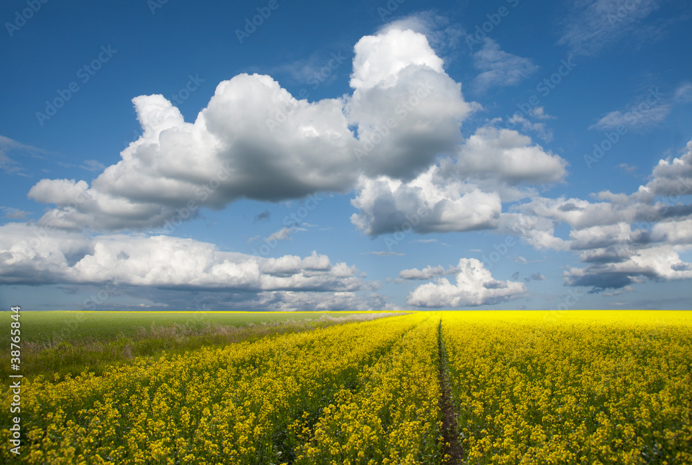 Obraz premium Rapeseed oil field