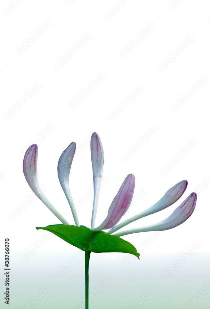 Obraz premium Honeysuckle