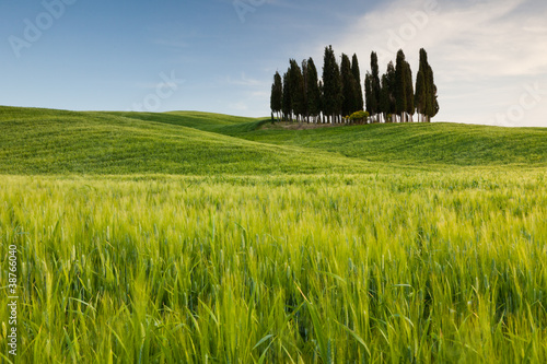 Group of cypresses, San Quirico d´Orcia, Tuscany, Italy photo