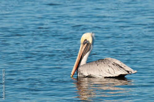 Brown Pelican photo