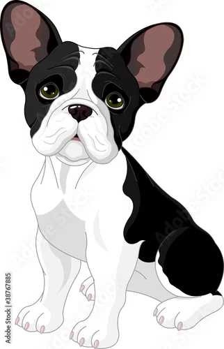 Naklejka na ścianę Buldog francuski