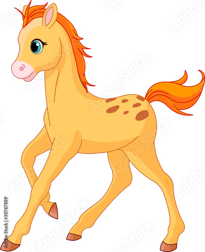 Cute Horse foal running
