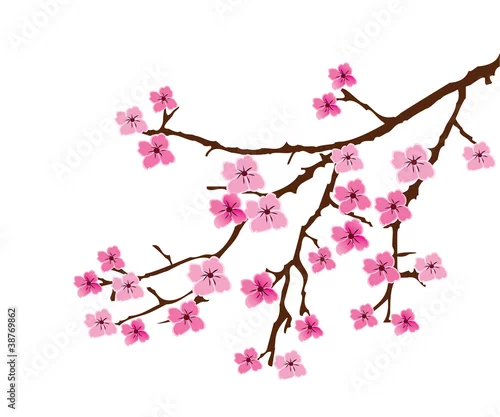 Naklejka na ścianę wektor kwiat wiśni