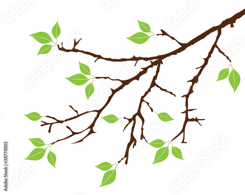 Vector tree branch with green leaves