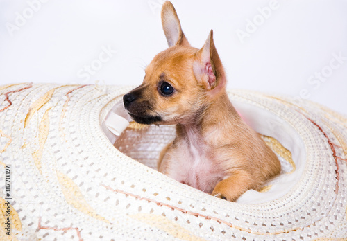 Terrier puppy