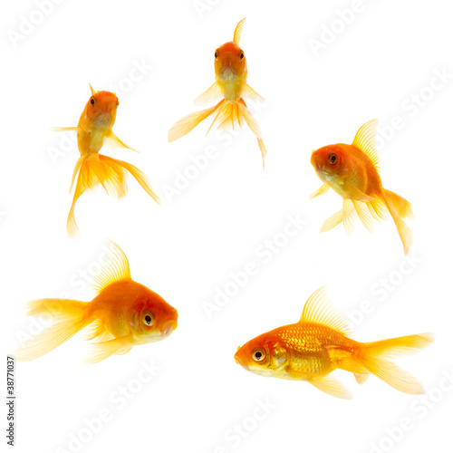 Five Gold Fishes isolated on white background