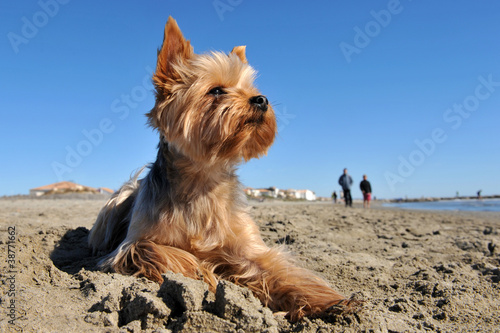 yorkshire terrier sur la plage