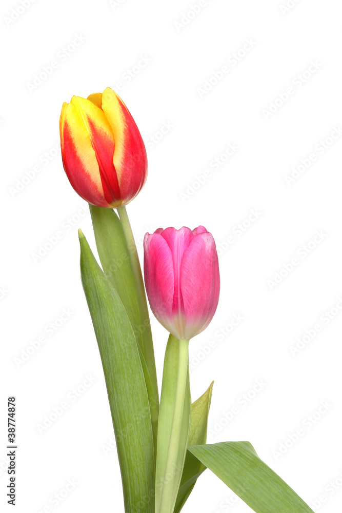 Two tulips and leaves
