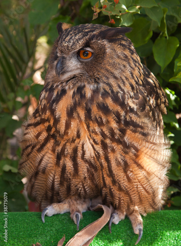 beautiful large owl in captivity