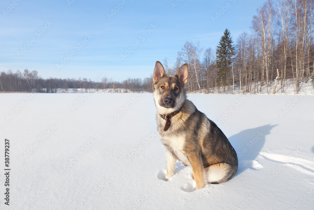 dog and winter forest