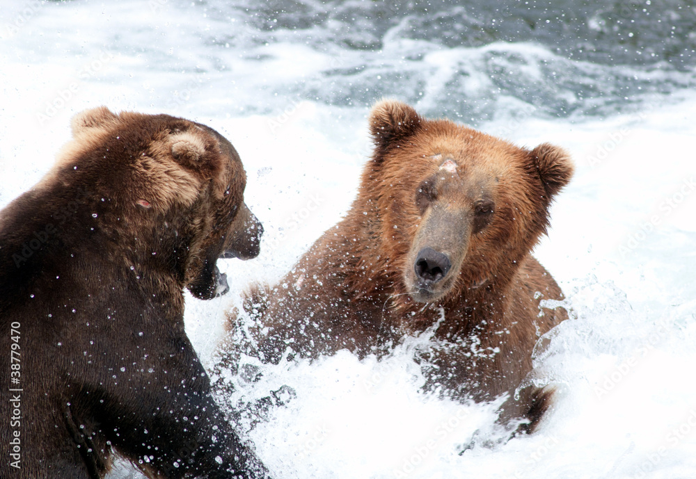 Two large Alaskan brown bears fighting in the water Two large Alaskan brown bears fighting in the water
