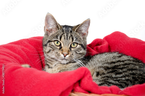 Cute tabby cat on red blanket