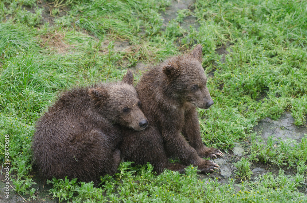 Grizzly bear cubs
