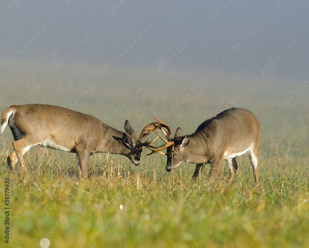 Two whitetail deer bucks sparring Two whitetail deer bucks sparring