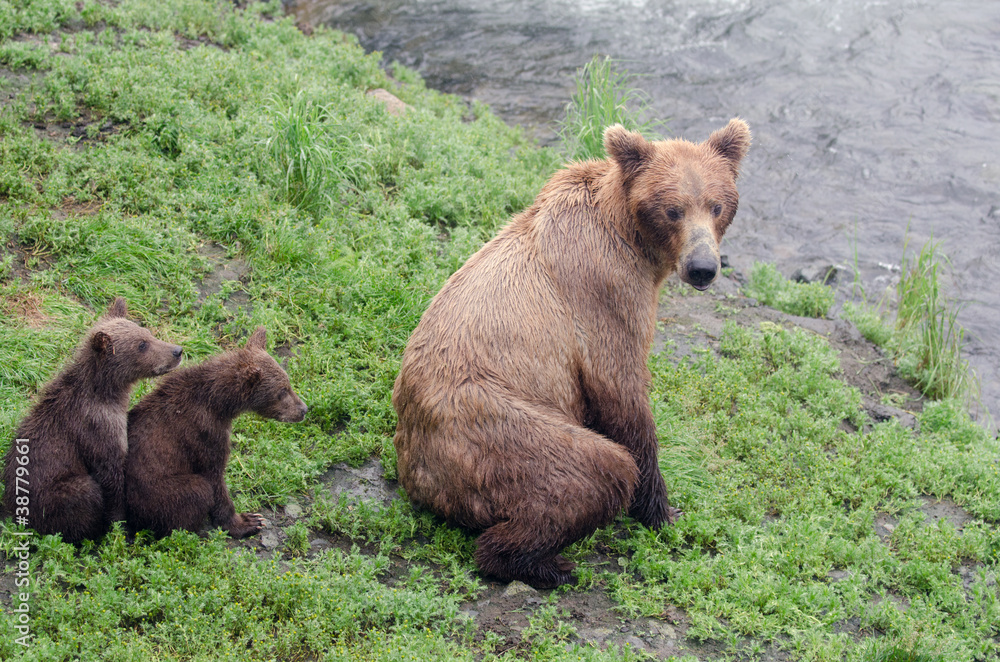 Obraz premium Grizzly bear cubs