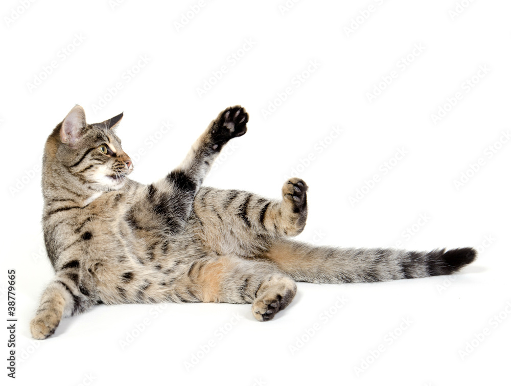 Naklejka premium Cute tabby cat on white