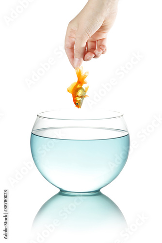Female hand holding goldfish