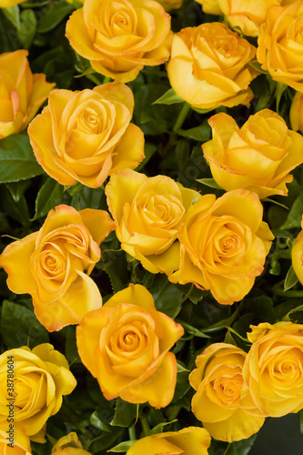 Bright yellow roses