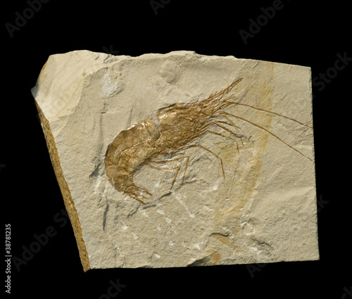 Fossil of a prawn or shrimp. Aeger tipularius. On black.