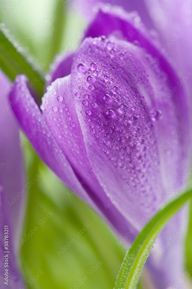 crocus flower crocus flower