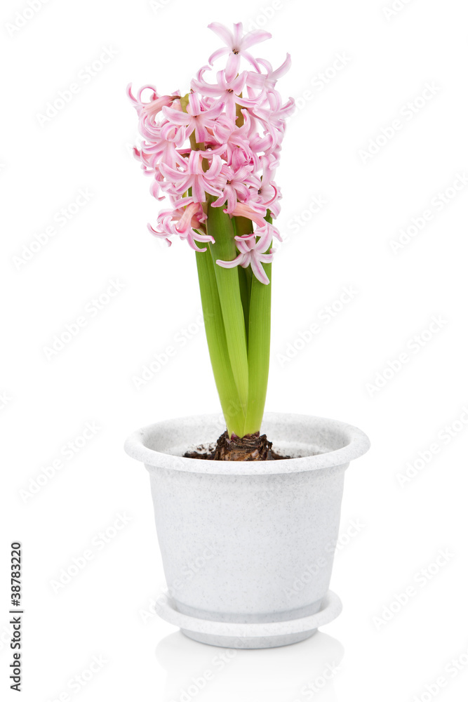 hyacinth flower in pot isolated