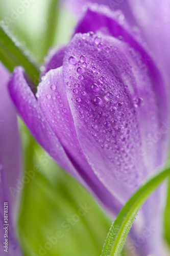 crocus flower