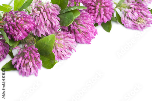 pink clover flower isolated