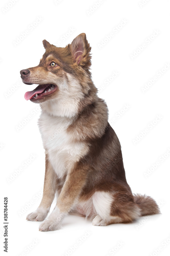 Fototapeta premium Finnish Lapphund