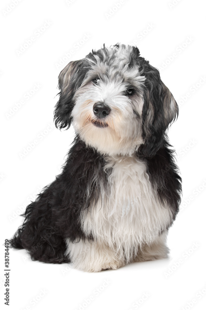 Havanese Bichon Havanese Bichon